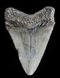 Juvenile Megalodon Tooth - South Carolina #37639-2